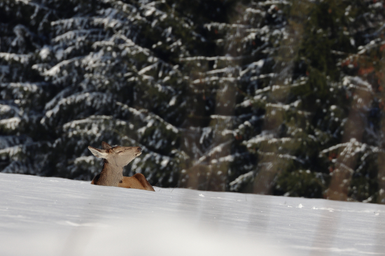 Opaľovačka na horskom sĺnku