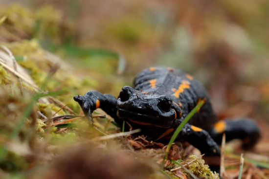 Salamandra škvrnitá