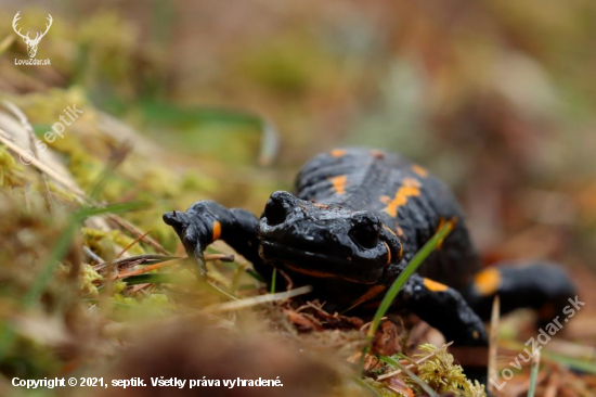 Salamandra škvrnitá