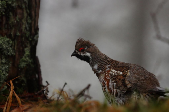 Jariabok v rannej hmle