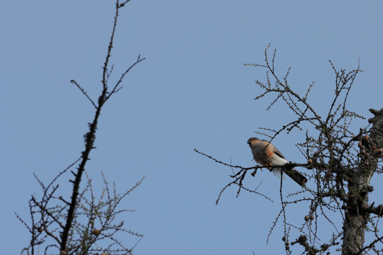 Jastrab krahulec nad dutinou sovy lesnej :(