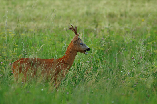 To je šupááá  °;°