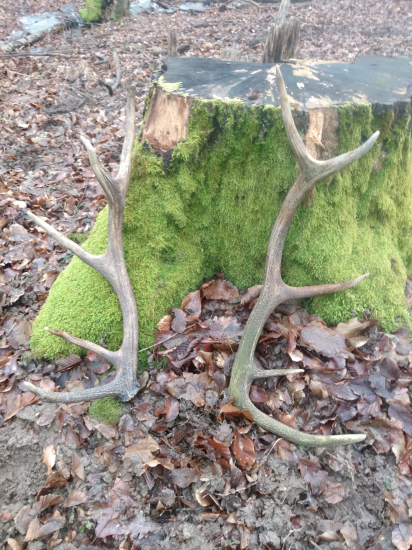 Prvé tento rok ???? staršie