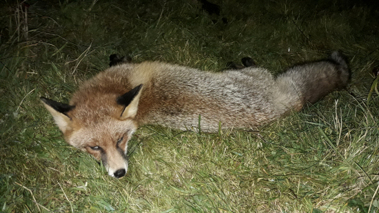 Liščia sezóna zahájena