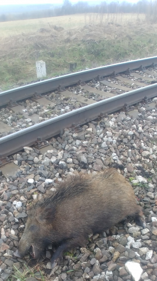 ďalší zrazený vlakom