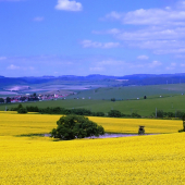žltá krajina