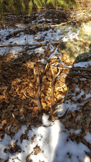 Minuloročný fešáci..