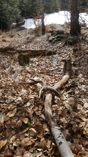 Z original pohladu...