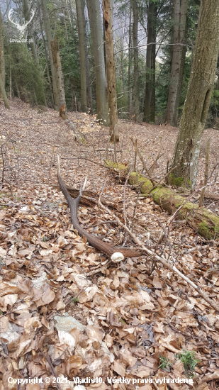 Šarkan v  bučine