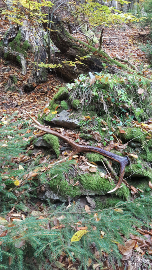 Dnešná vychádzka..