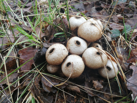 Nenahraditeľný pomocníci