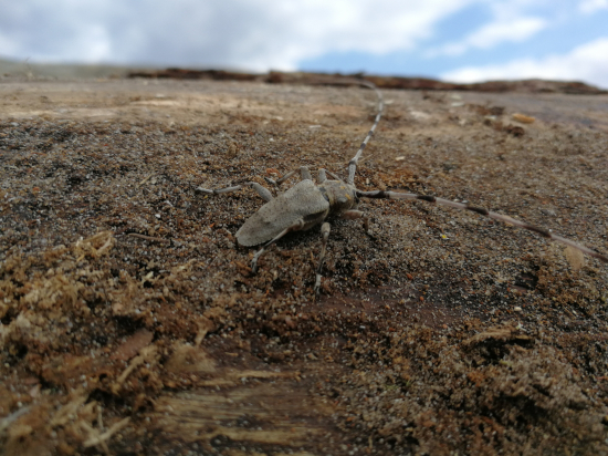 Vrzúnik borovicový