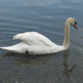 Čakanie na dámu