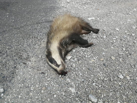 Smutný koniec mladého jazveca