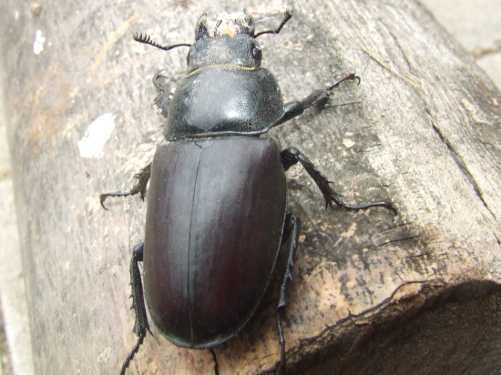 Roháč veľký(samica)