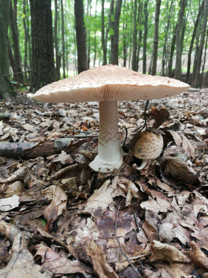 Muchotrávka červenkastá