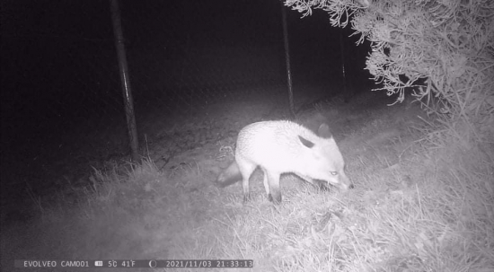 Nečakaná návšteva