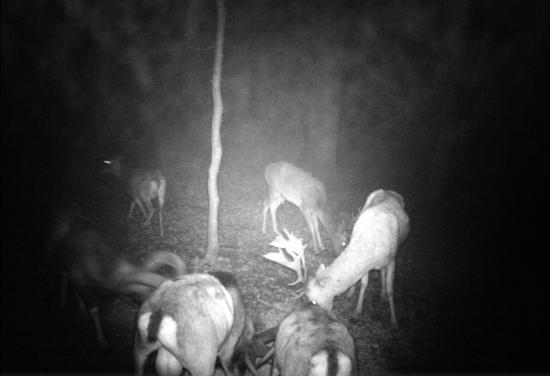 Z každého rožka...