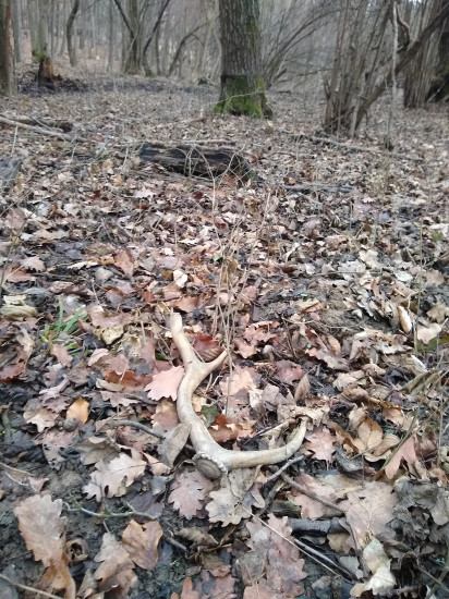 Diviaky ho priniesli