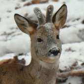 Zaprášený prašanom