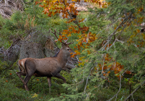 Na úteku Jeleň lesný (cervus elaphus)