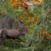 Na úteku Jeleň lesný (cervus elaphus)