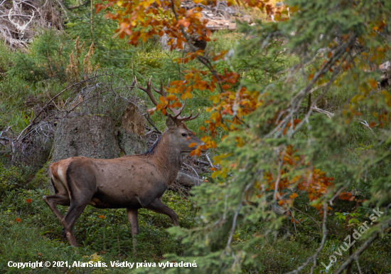 Na úteku Jeleň lesný (cervus elaphus)