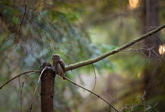 Kuvičok vrabčí Glaucidium passerinum