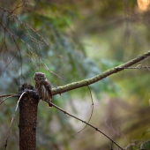 Kuvičok vrabčí Glaucidium passerinum