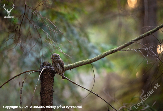 Kuvičok vrabčí Glaucidium passerinum