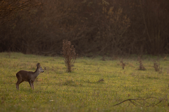 srnec lesný (Capreolus capreolus)