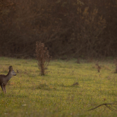 srnec lesný (Capreolus capreolus)