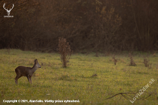 srnec lesný (Capreolus capreolus)