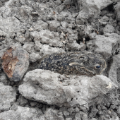 Velikonoční zajíček zachráněný před smykováním...