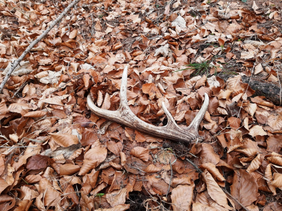 tiež jeden starší...