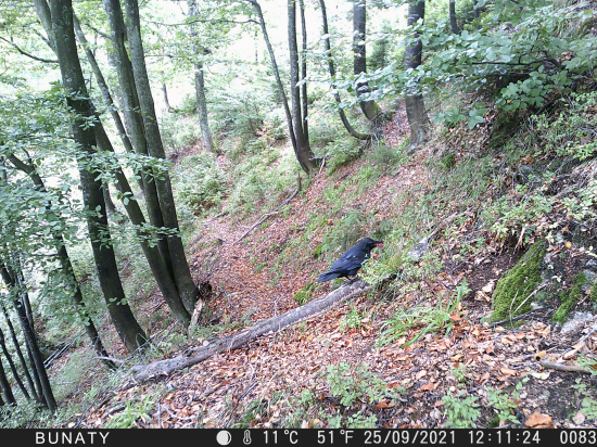 Nečakaný návštevník