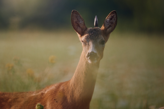 Žmurkajúci Jednorožec