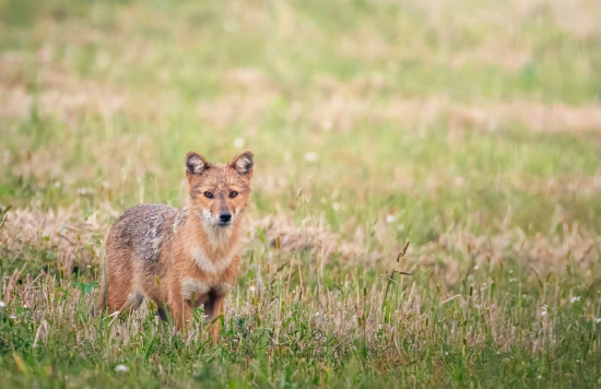 Šarik - Vábenie šakala