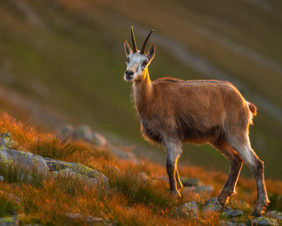 Posledné slnečné lúče