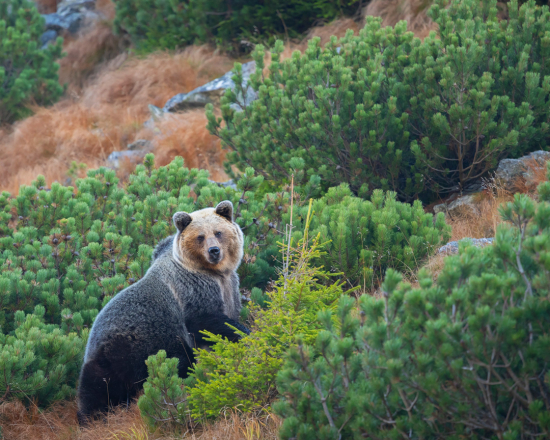 Medvedička v kosovke