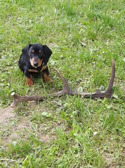 Hektorko