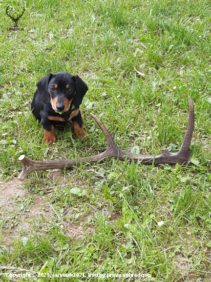 Hektorko