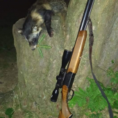 Psík medvedikovitý