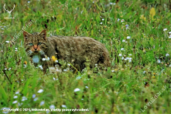 felis silvestris