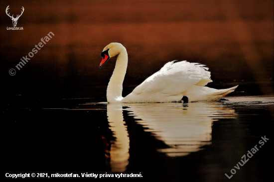 Labuť veľká /hrbozobá)