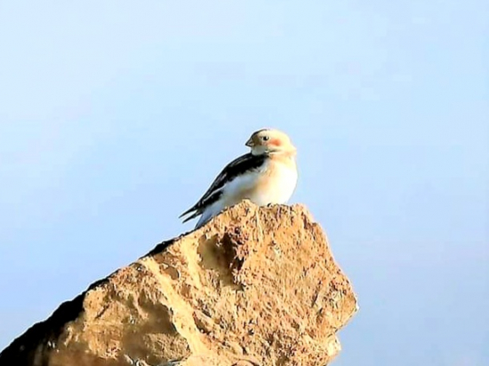 Plectrophenax nivalis-Snehuľka severská