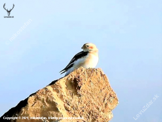 Plectrophenax nivalis-Snehuľka severská