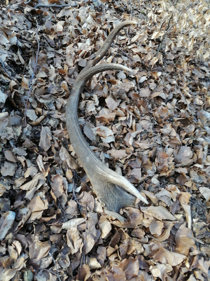 Veľkonočná nedeľa 12 torak 2.35kg