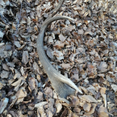 Veľkonočná nedeľa 12 torak 2.35kg