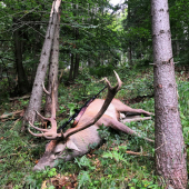 Štvorka - ruja 2021